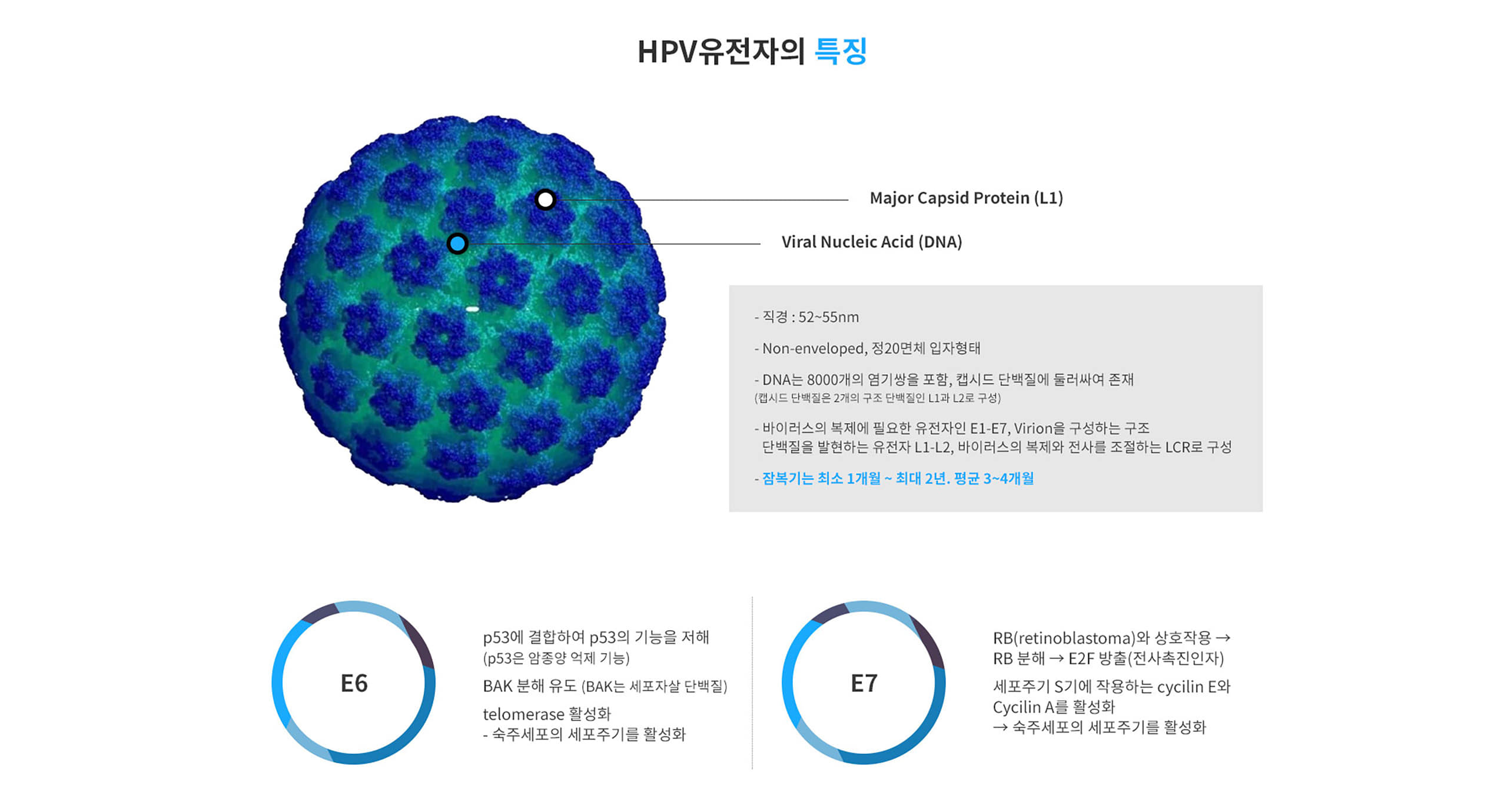 HPV가 암을 만드는 과정 그림