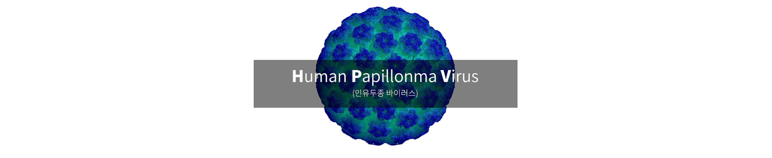HPV picture|HPV 사진